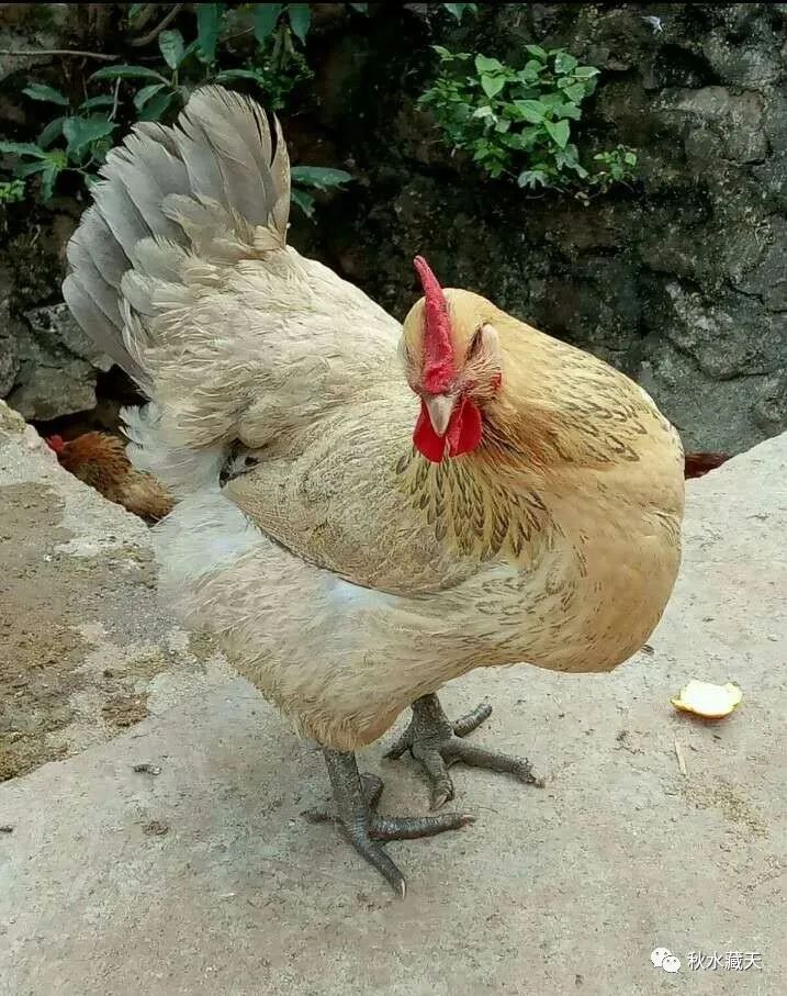 致富花生壳喂猪好吗_花生壳养猪饲料配方_致富经花生壳喂猪