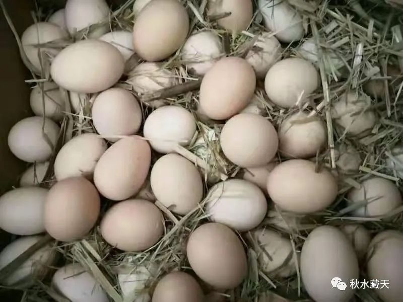 致富经花生壳喂猪_花生壳养猪饲料配方_致富花生壳喂猪好吗