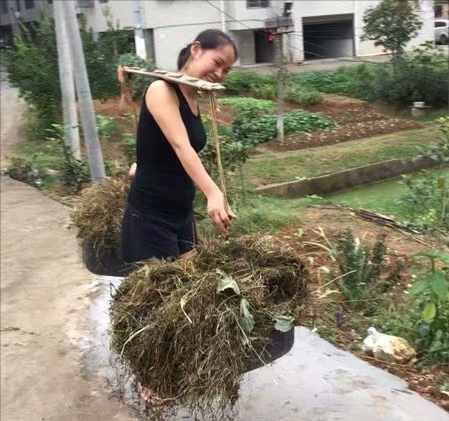 种草致富经_高手种植草莓致富_致富经种草莓尹淑萍