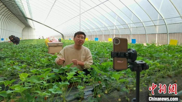 高手种植草莓致富_种草致富经_致富高手种植草莓视频