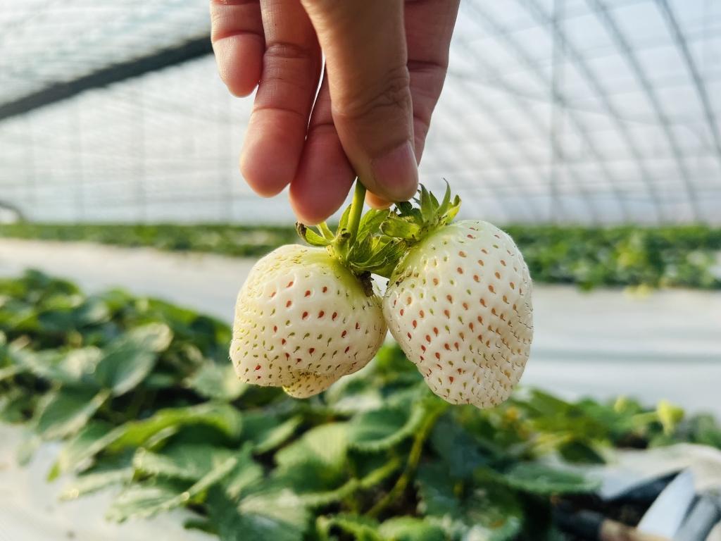 高手种植草莓致富_致富高手种植草莓视频_致富经种草莓