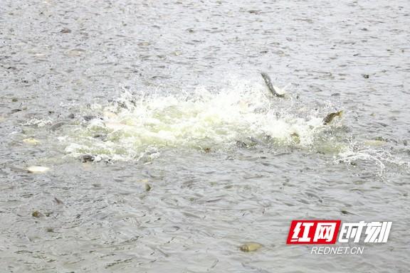 鳜鱼池塘养殖技术_致富经 六亩鱼塘养殖鳜鱼_致富养殖鱼塘鳜鱼怎么样