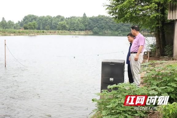 致富养殖鱼塘鳜鱼怎么样_致富经 六亩鱼塘养殖鳜鱼_鳜鱼池塘养殖技术