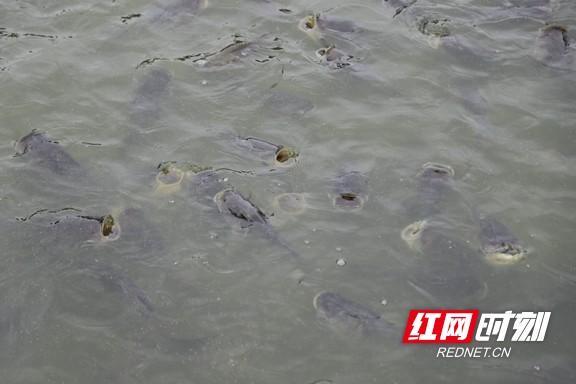 致富养殖鱼塘鳜鱼怎么样_鳜鱼池塘养殖技术_致富经 六亩鱼塘养殖鳜鱼