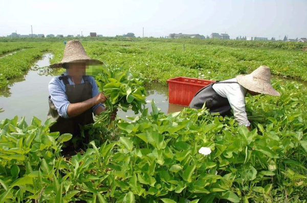 农村种植什么能致富？适合农村致富的种植项目