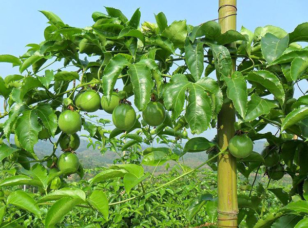 农村种植什么能致富？适合农村致富的种植项目