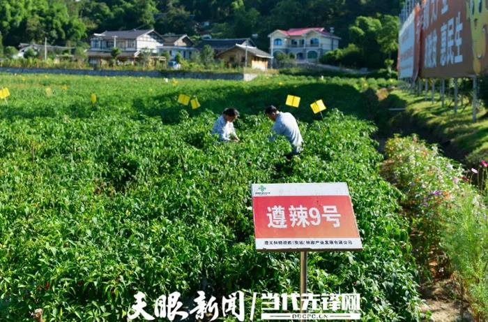 种植山东尖椒技术视频_种植山东尖椒技术与管理_山东尖椒种植技术