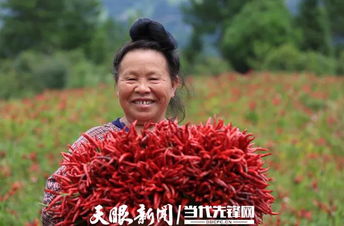 种植山东尖椒技术与管理_山东尖椒种植技术_种植山东尖椒技术视频