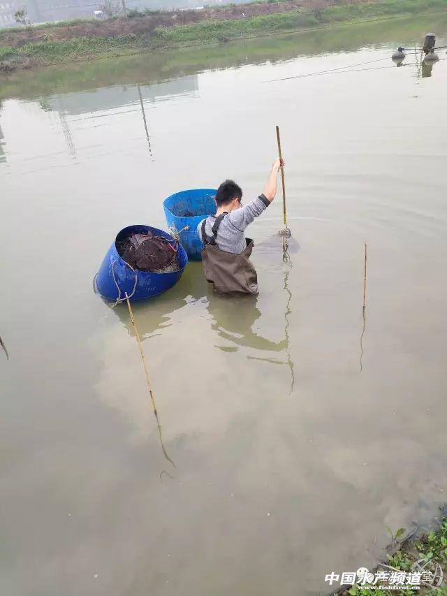 加州养殖水花鲈技术要求高吗_加州鲈水花的养殖技术_加州鲈鱼水花的饲养管理