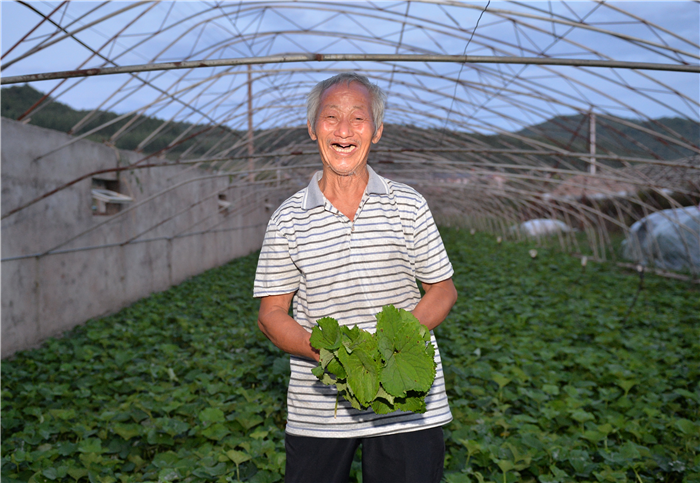 小小马蹄叶，种出致富大文章