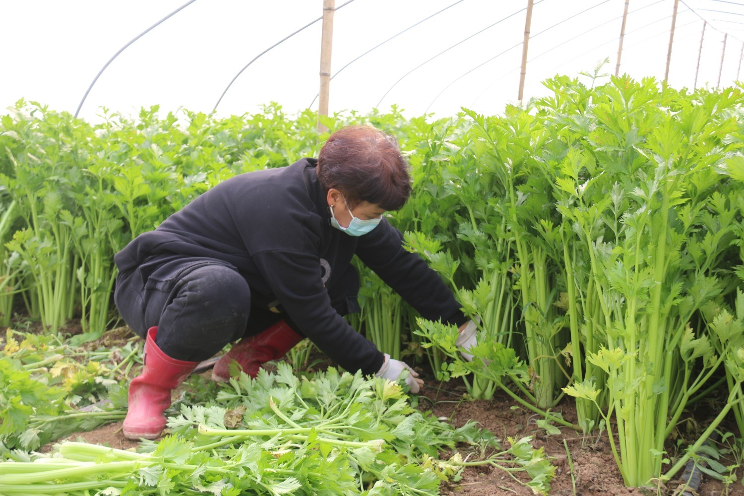 河北永清：发展蔬菜种植  助力农户增收致富