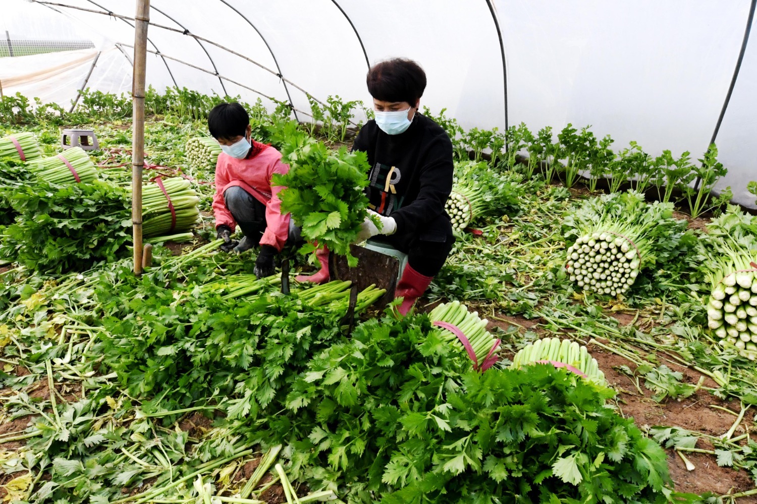 图为永清县三圣口乡张家场村的蔬菜大棚内，工人正在对芹菜进行分拣打捆。