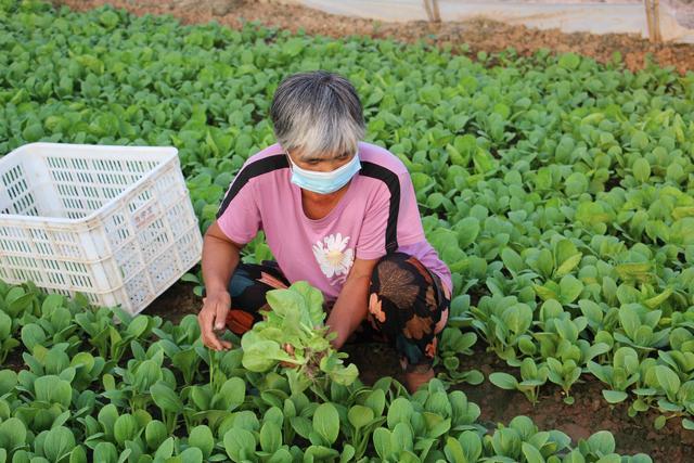 民权县：大棚蔬菜喜丰收 产业兴旺促振兴