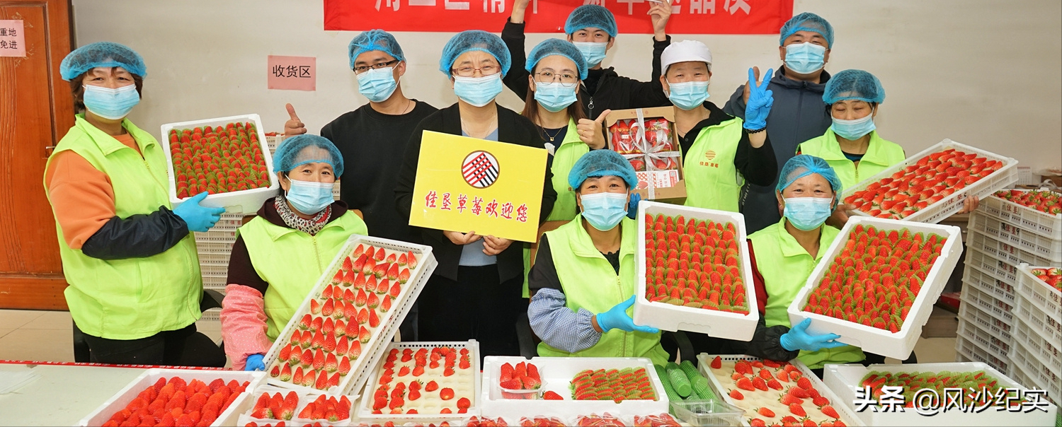 致富高手种植草莓视频_种草致富经_高手种植草莓致富