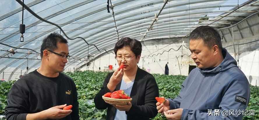 致富高手种植草莓视频_种草致富经_高手种植草莓致富