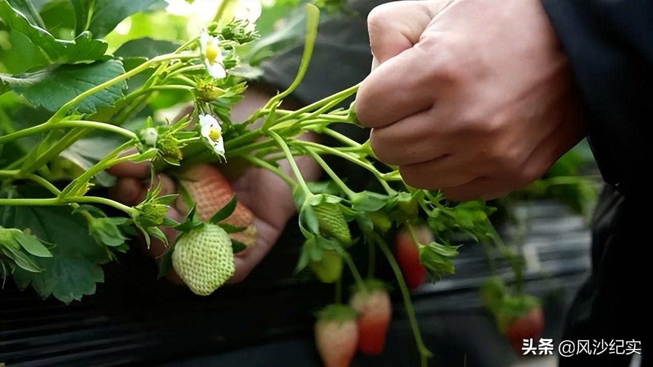 种草致富经_致富高手种植草莓视频_高手种植草莓致富