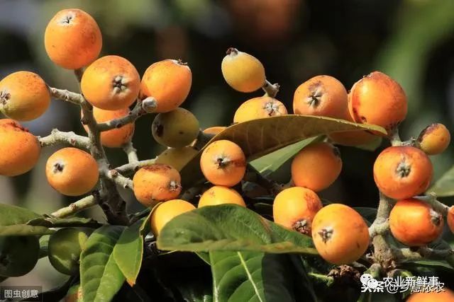 种植枇杷技术与管理_枇杷的种植技术_种植枇杷技术要求