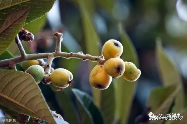 种植枇杷技术与管理_种植枇杷技术要求_枇杷的种植技术