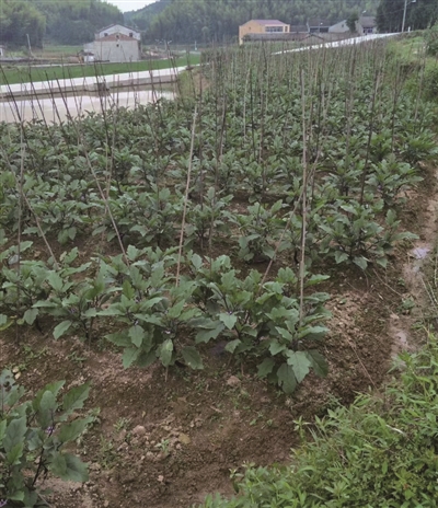 农村种植蔬菜致富_致富经蔬菜种植视频_致富蔬菜种植农村视频