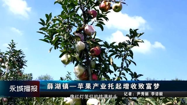 邯郸苹果树苗基地_致富经种苹果视频_致富经刘镇苹果树苗