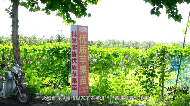 致富经刘镇苹果树苗_致富经种苹果视频_邯郸苹果树苗基地