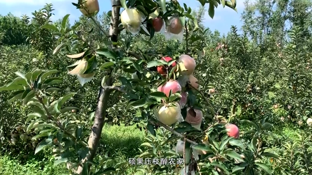 致富经种苹果视频_致富经刘镇苹果树苗_邯郸苹果树苗基地