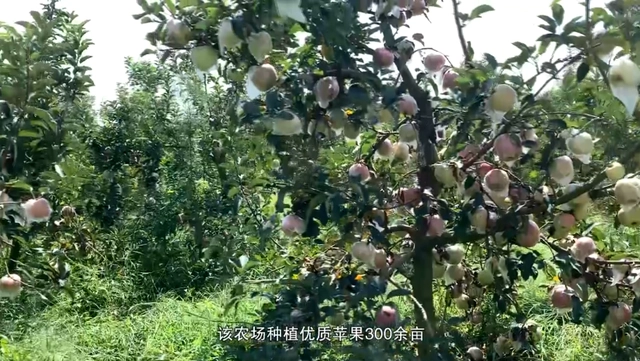 致富经种苹果视频_致富经刘镇苹果树苗_邯郸苹果树苗基地