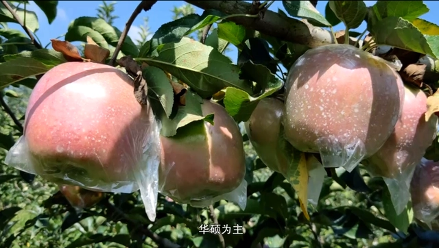 致富经刘镇苹果树苗_致富经种苹果视频_邯郸苹果树苗基地