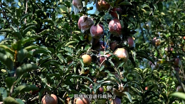 邯郸苹果树苗基地_致富经种苹果视频_致富经刘镇苹果树苗