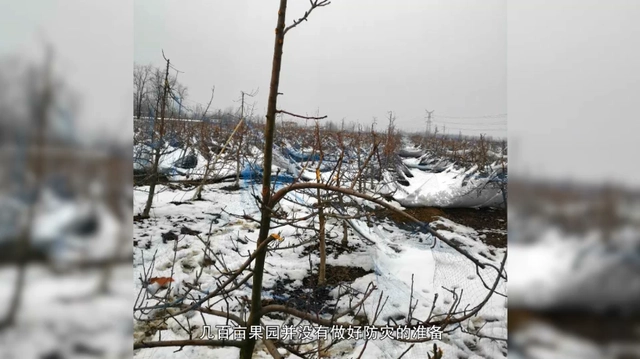 致富经刘镇苹果树苗_致富经种苹果视频_邯郸苹果树苗基地