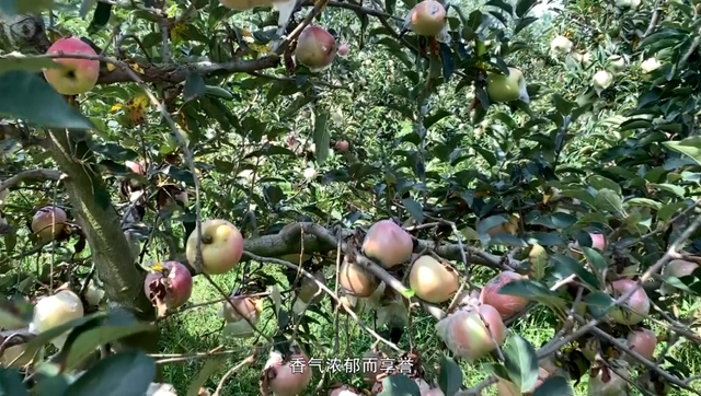 致富经种苹果视频_邯郸苹果树苗基地_致富经刘镇苹果树苗