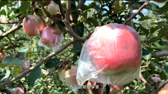 邯郸苹果树苗基地_致富经种苹果视频_致富经刘镇苹果树苗