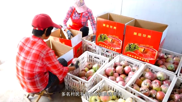 致富经刘镇苹果树苗_致富经种苹果视频_邯郸苹果树苗基地