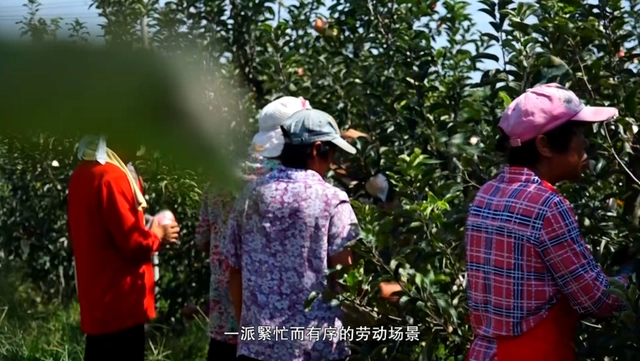 致富经种苹果视频_邯郸苹果树苗基地_致富经刘镇苹果树苗