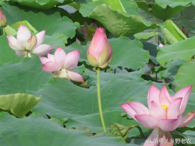 致富经芽苗菜种植业_种植致富经利老芽技术_致富经芽苗菜