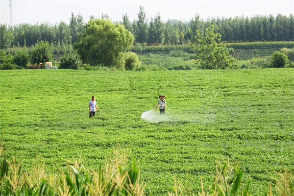 花生壳喂猪有什么功放_致富经花生壳加工饲料_致富经花生壳喂猪