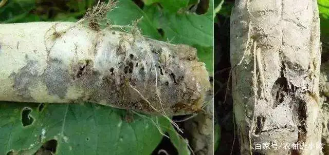 早春萝卜种植技术视频_萝卜种植技术及管理视频_萝卜种植的视频