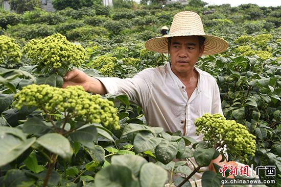 致富药材种植项目介绍_种植药材 致富项目_中药材种植致富经