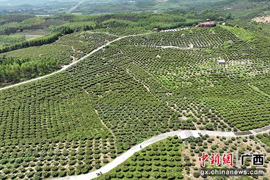 致富药材种植项目介绍_种植药材 致富项目_中药材种植致富经