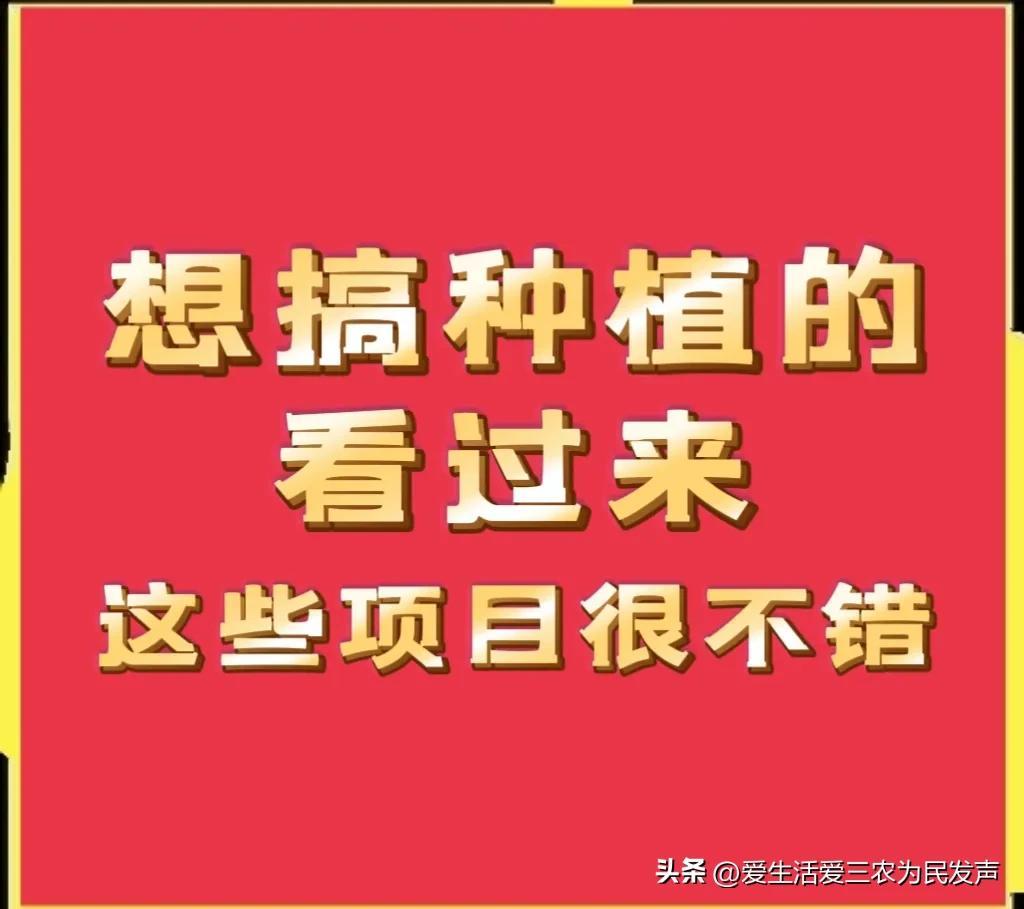 分享几个很不错的种植项目，亩入万元不是梦，想赚钱的别错过！