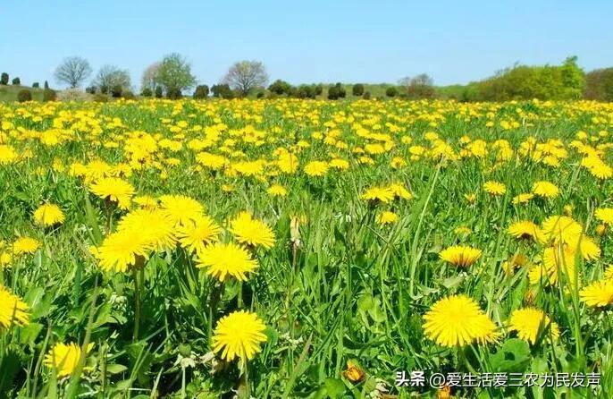 中药材种植致富经_种植药材 致富项目_致富药材种植项目介绍