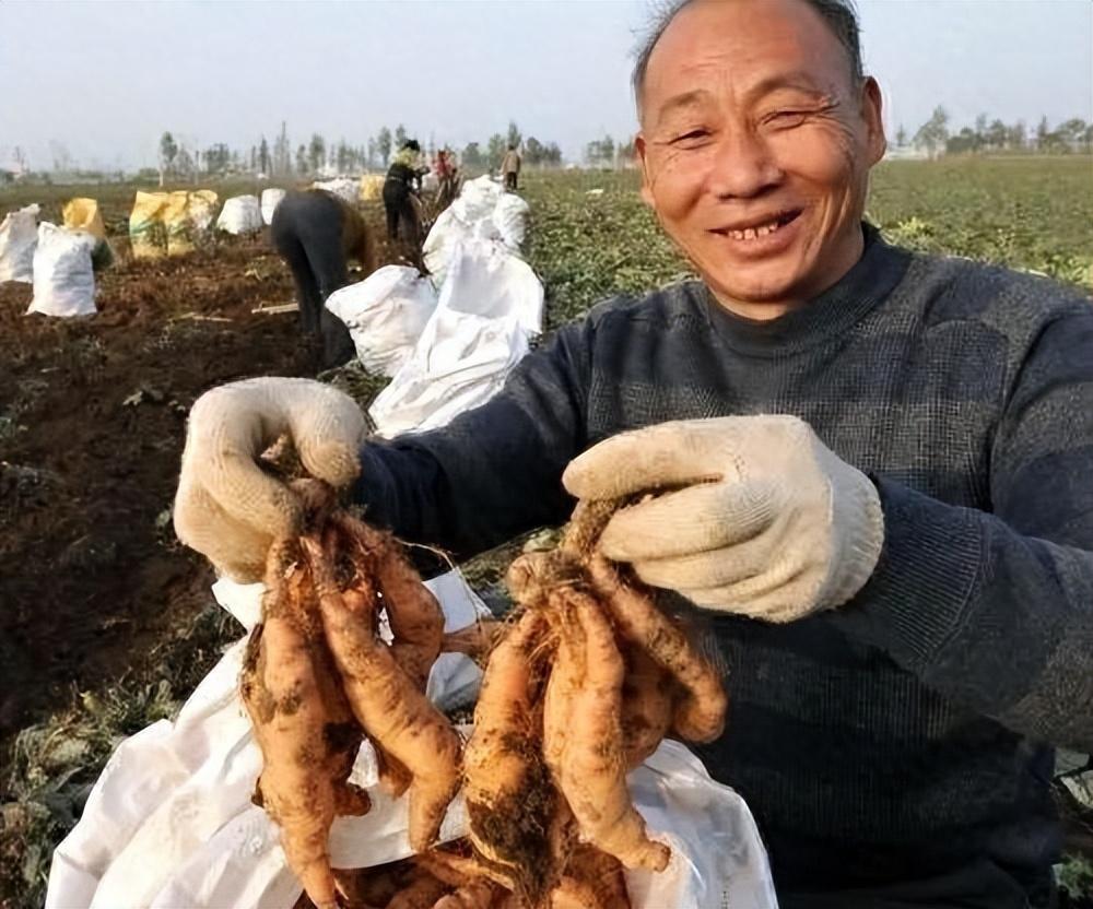 致富药材种植项目简介_种植药材 致富项目_致富药材种植项目介绍