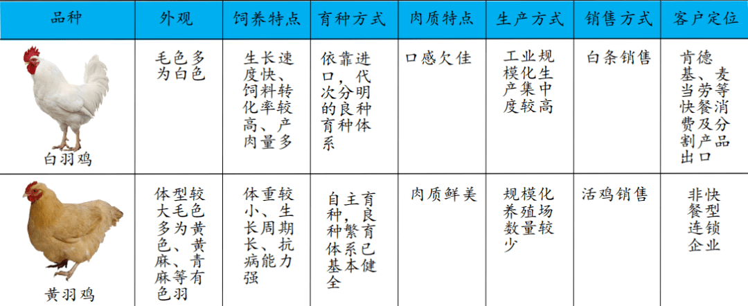 肉鸡养殖全程技术_养殖肉鸡技术宝典_养殖肉鸡技术视频