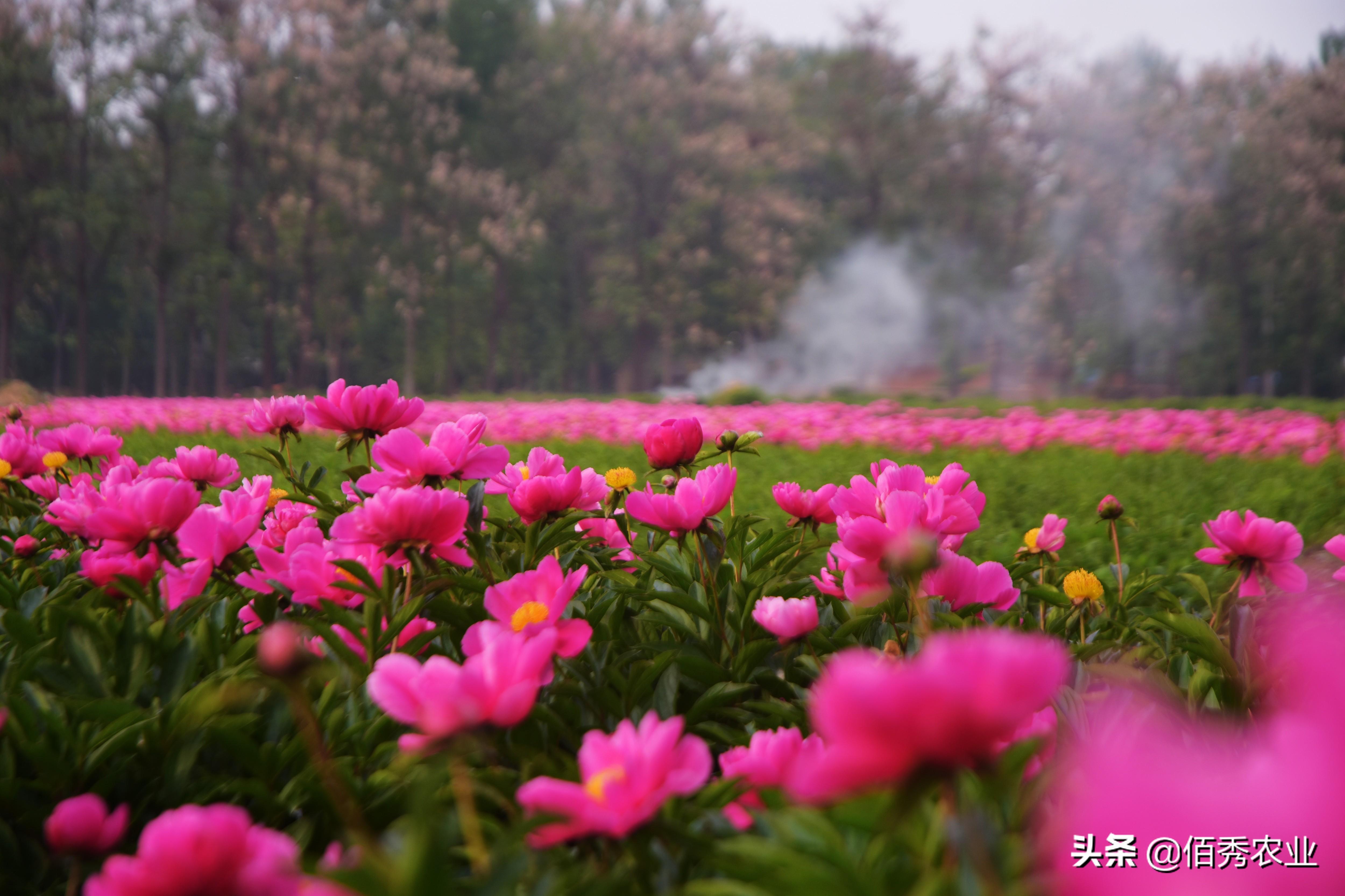 致富药材种植项目有哪些_种植药材 致富项目_致富药材种植项目简介