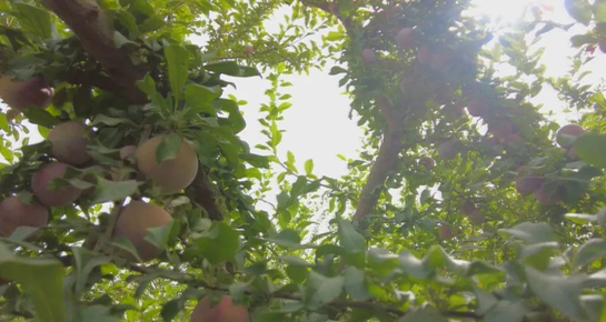 农村致富种植项目_农村致富新项目种植业_农村特殊种植致富