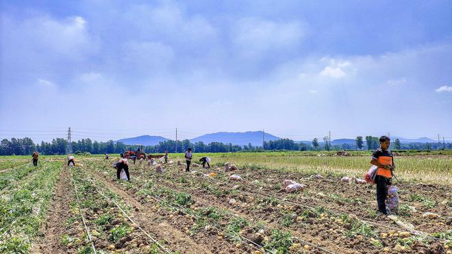 湖北南漳：千亩蔬菜基地助力增收致富路