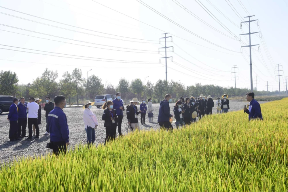 新疆兵团石河子市：水稻“旱”种新突破为产业提供全新可能