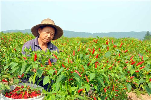 农村致富新项目种植业_农村特殊种植致富_农村致富种植项目