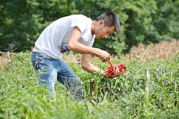 农村致富新项目种植业_农村致富种植项目_农村特殊种植致富