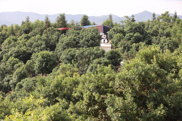 荒山种植致富苗_荒山种植视频_致富苗种植荒山图片大全